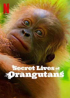 Secret Lives of Orangutans (2024) Dual Audio [English-Hindi] Download 1080p WEBRip